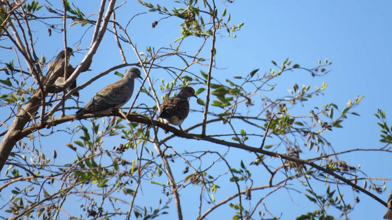 Tourterelles des bois au Maroc